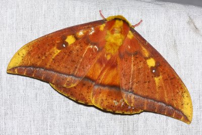 Giant Silkworm Moth, Bathyphlebia rufescens (Saturniidae: Ceratocampinae)