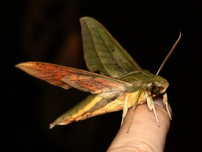 Sphinx Moth, Xylophanes crotonis (Sphingidae: Macroglossinae)