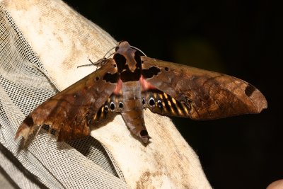 Sphinx Moth, Adhemarius sexoculata (Sphingidae: Sphinginae)