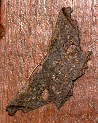 Crypsicoela subocellata (Uraniidae: Epipelminae)