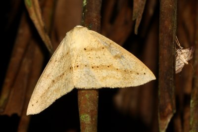 Sabulodes sp. (Ennominae)