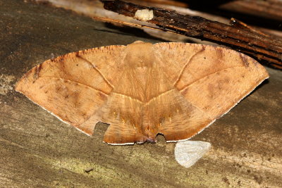 Oxydia trychiata (Ennominae)