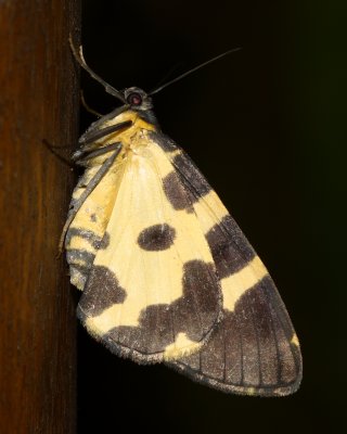 Pantherodes conglomerata (Ennominae)
