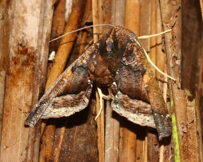 Pero caliginosa (Ennominae)