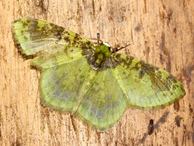 Nemoria cf. coupena (Geometrinae)