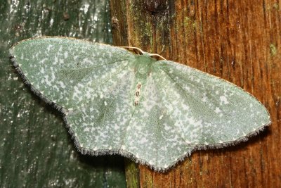 Oospila stagonata (Geometrinae)