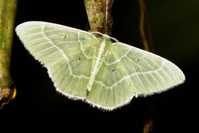 Geometer Moths (Geometridae)