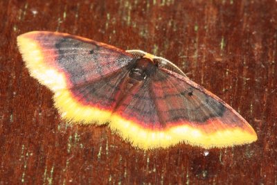 Tricentra flavimarginata (Sterrhinae)