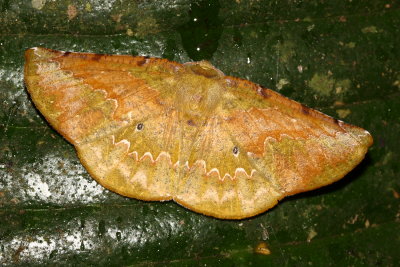 Herbita sp. (Ennominae)