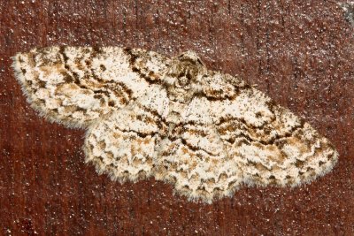 Bryoptera sp. (Ennominae)