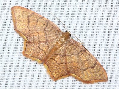 Geometer Moth