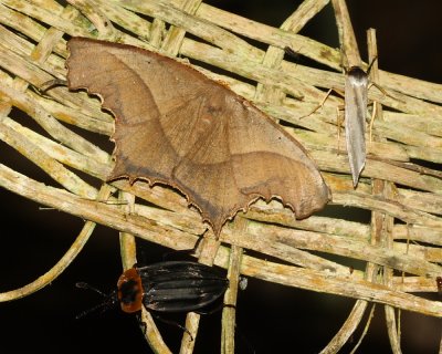 Eutomopepla rogenhoferi (Ennominae)