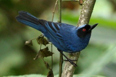 Birds of Bellavista, Ecuador
