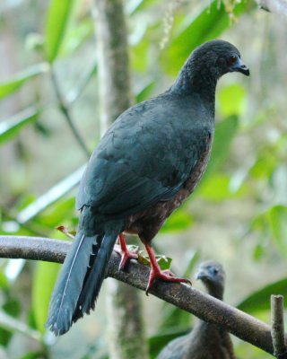 Sickle-winged Guan (Chamaepetes goudotii)