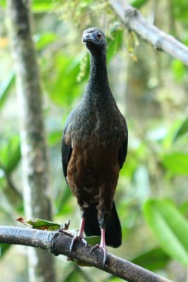 Sickle-winged Guan (Chamaepetes goudotii)