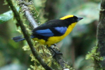 Blue-winged Mountain Tanager (Anisognathus somptuosus)