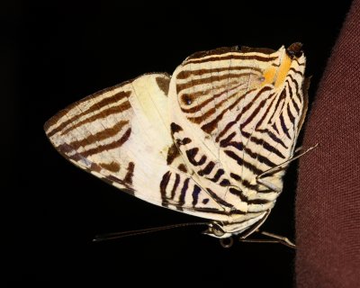 Mosaic, Colobura annulata (Nymphalinae)