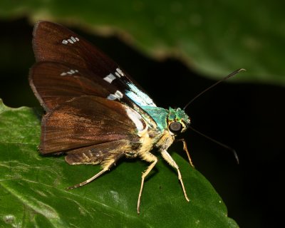 Skipper, Astraptes cf. (Eudaminae)