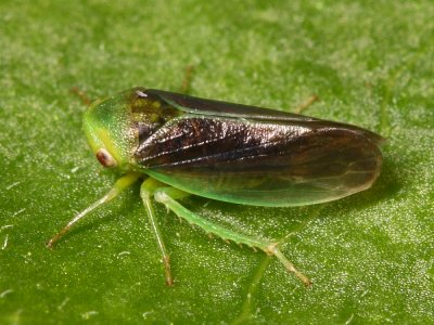 Macropsis fumipennis (Eurymelinae)