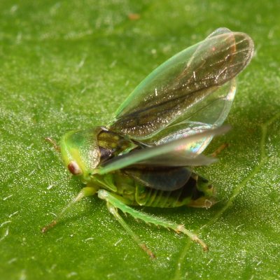Macropsis fumipennis (Eurymelinae)