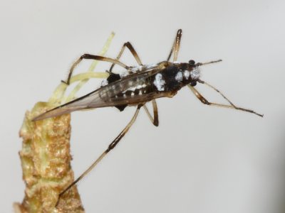 Giant Conifer Aphid (Cinara sp.)