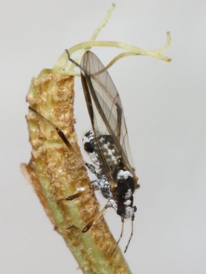 Giant Conifer Aphid (Cinara sp.)