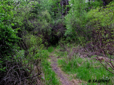 Sprucelot P6011398.jpg