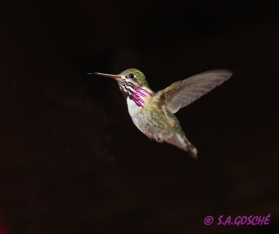 Birds of Alberta