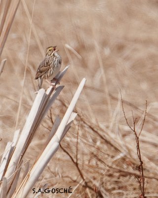 Sparrow SavannahDSC_3093small.jpg