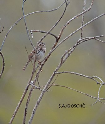 Sparrow SongDSC_2998small.jpg