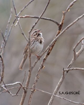 Sparrow SongDSC_2999small.jpg