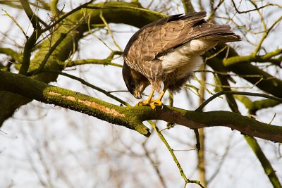 Buteo buteo / Buizerd / Common buzzard