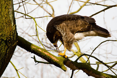 Buteo buteo / Buizerd / Common buzzard