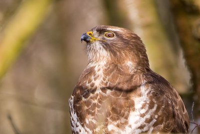Buteo buteo / Buizerd / Common buzzard