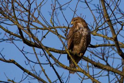 Buteo buteo / Buizerd / Common buzzard
