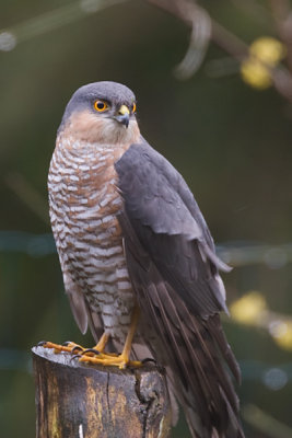 Accipiter nisus / Sperwer / Eurasian Sparrowhawk