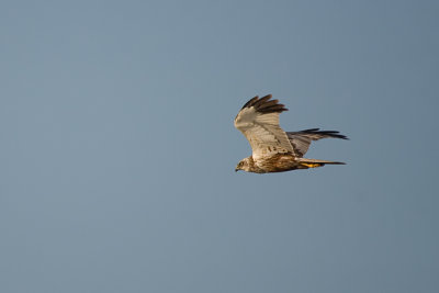 Circus Aeruginosus / Bruine Kiekendief / Western Marsh Harrier