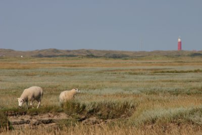 De Slufter - Texel (NL)