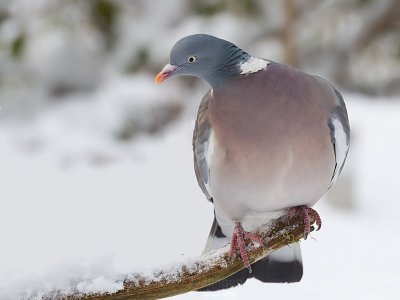 Columba palumbus / Houtduif / Wood pigeon