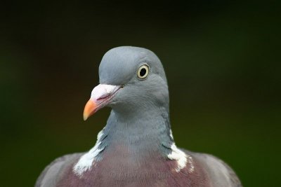 Columba palumbus / Houtduif / Wood pigeon