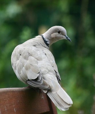 Streptopelia decaocto / Turkse tortel / Eurasian Collared Dove