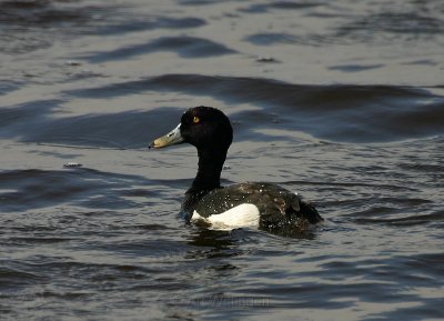 Aythya fuligula / Kuifeend / Tufted duck