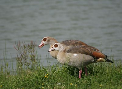 Alopochen aegyptiaca / Nijlgans /  Egyptian Goose