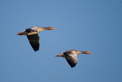 Anser anser / Grauwe gans / Greylag Goose