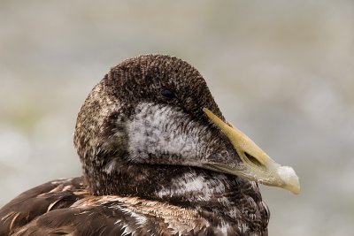 Somateria Mollissima / Eider / Common Eider