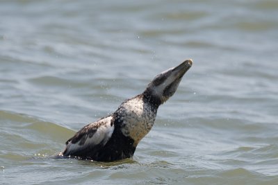 Somateria Mollissima / Eider / Common Eider