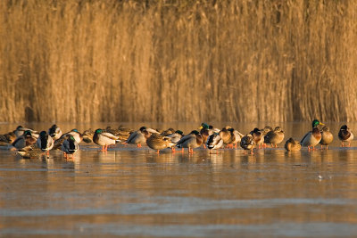 Anas Platyrhynchos / Wilde Eend / Mallard