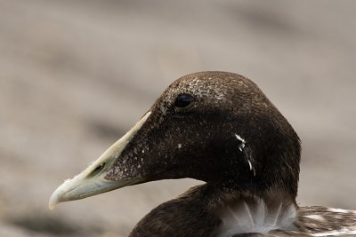 Somateria Mollissima / Eider / Common Eider
