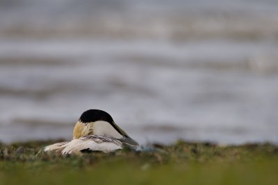 Somateria Mollissima / Eider / Common Eider