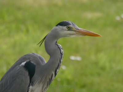 Ardea Cinerea / Blauwe Reiger / Grey Heron